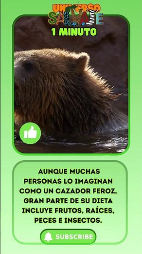 El Oso Pardo: El Gigante Salvaje de los Bosques.