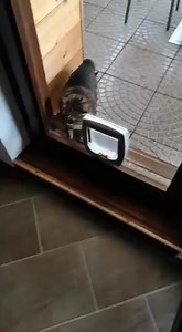 22 reactions | Cat training  | Animals Videos | Facebook