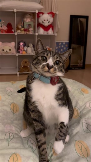 目が離せないてんちゃん😆 保護猫てて #保護猫#子猫#cat#kitten