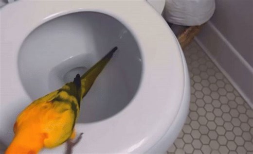 Clever, Colorful Parrot Trained to Use Toilet