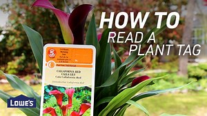 Don't ignore plant tags! They have all of this information and more for better planting: ☀️ Sunlight needs 💧 Watering instructions 📈 Growth rate 🌿 Bonus: Lowe's Grow Together info | Lowe's Home Improvement