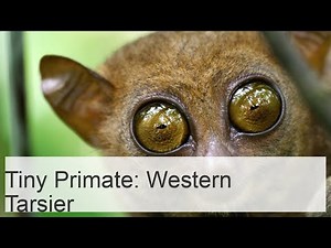 The western tarsier is a tiny furry primate
