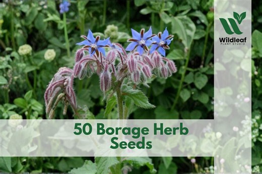 50 Borage Herb Seeds – Borago Officinalis Garden Plant - Etsy