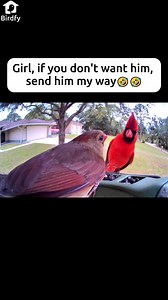 Discover Fascinating Mimic Birds in Nature