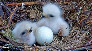 734K views · 10K reactions | Happy New Year from Bird Cams! We're looking forward to many new moments like this scene from the Red-tailed Hawk cam in 2022. What are you excited to watch on the cams in the new year? Tune in LIVE at AllAboutBirds.org/Cams | Bird Cams | Facebook