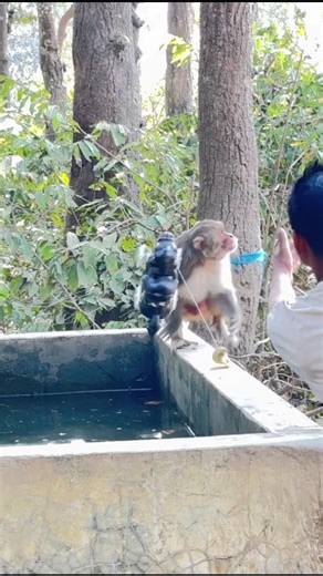 "Monkey gets scared seeing the toy! 😱 But fear often leads to unexpected courage! 🐒"