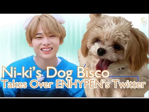 ENHYPEN Ni-ki’s Dog Bisco Takes Over ENHYPEN’s Twitter (April Fools Day)