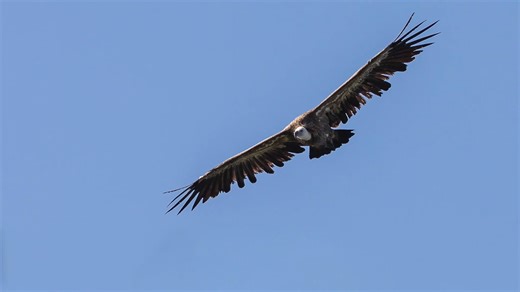 Photographing wild vultures in their natural habitat