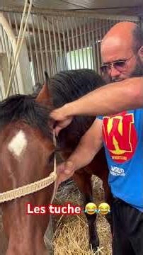 Il m’a trop fait rire! Comment mettre un licol en corde #horse #cheval #chevalpassion