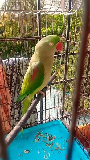 mhuttu voice #parrot #birds #talkingparot