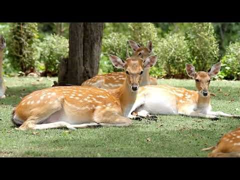 Quiet Forest Deer | Soothing Music for Calm & Sleep