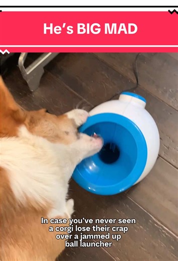 Corgi Shows Frustration with Inconveniences