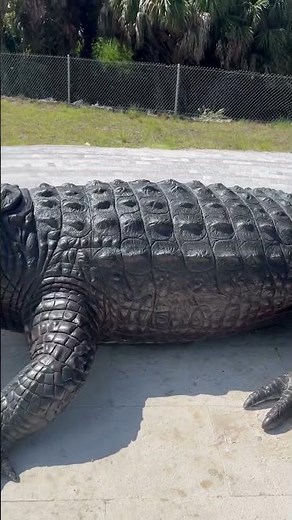 Sneak peek of the I-75 Alligator Alley Environmental Education Center Project!