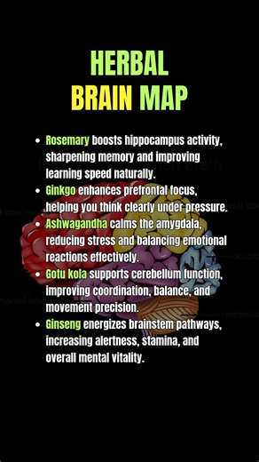 The Lost Book of Remedies on Instagram: "▶ You wouldn’t feed your body junk food every day and expect it to thrive. Why do the same to your brain? These herbs aren’t experimental—they’re time-tested remedies now backed by scientific evidence. Lion’s mane grows new brain connections in your hippocampus. Lemon balm soothes your anxious amygdala. Rosemary sharpens your prefrontal cortex. Each herb works with your brain’s natural design, nourishing specific regions that control memory, emotion, and 