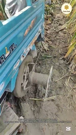 The process of corn harvesting technique