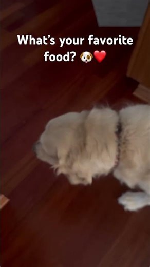 Rally loves tons of food 🐶❤️ #dogs #pets #cutepets #petshorts #petsofyoutube #dogsofyoutube #fyp