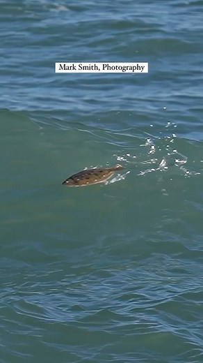 Ever seen a flounder surfing? 📹: @mark.smith.photography #fish #flounder #surfing | Roam The Ocean