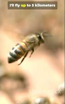 Inside a Worker Bee’s Morning Routine 🐝 | You’ll Never Complain About Mondays Again