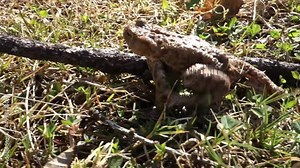 The frog migrates from the forest and meadows to the pond for reproduction