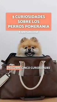 5 Interesting Facts about Pomeranian Dogs 🤎