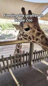 We fed the giraffes at Hogle Zoo in Utah