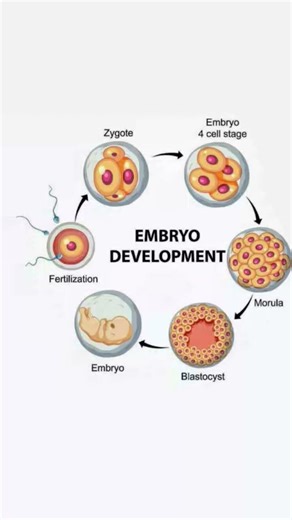 #Fertilization 🤱#biology #embryodevelopment #oneshortlearning