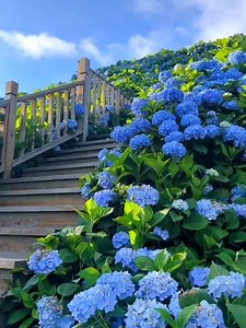 Dream Flower Garden: Create Your Own Private Flower Haven