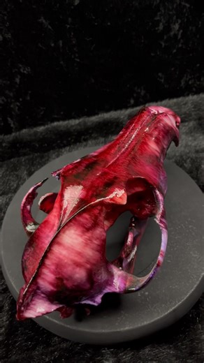 3d printed wolf skull, hand painted by one of our friends. I said I wanted it to have a raw look, this came out better than I imagined! I love this piece. 😻 #3d #3dprinting #wolf #skull #wolfskull #handmade #oneofakind | Sassy Scales Creations