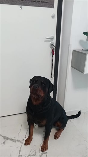 poop time 💩 #dog #dogoftheday #zeus #rottweiler #rottie #instadog #instadog #doglovers #dogworld #dogsofinstagram #dogs #doglife #lazydog #dana #doberman #pitbull #amstaff #boerboel #husky #canecorso #dalmata #bullterrier #dogoargentino #dogogang #pincher #goldenretriever #labrador #labradorretriever #setter #bulldog #bulldogsofinstagram #alano #lupocecoslovacco #cavalierking #alaskanmalamute #germanshepherd #australianshepherd #pastoretedesco #levriero #pastoreaustraliano #pastorebelgamalinois