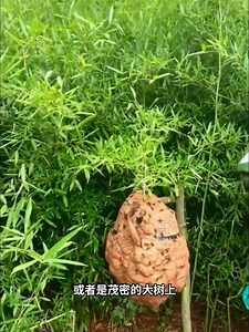 192K views · 201 reactions | tìm ong bắp cày | Gait Ictl Computer | Facebook