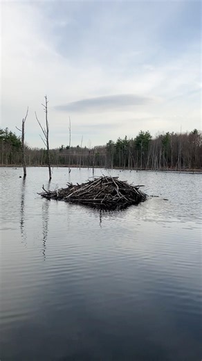 A beaver dam lake, New Hampshire #nature #animals #hiking