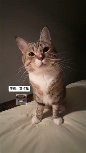 此咪逐渐不耐烦难道听到乡音不开心吗？#猫咪那些事儿 #猫mene日常 #曼波