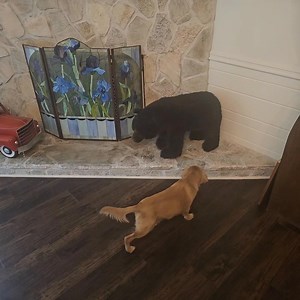 3.4K views · 53 reactions | Brimley is a great protection dog, fearless, brave. Ok, he cries when he sees his own shadow and runs screaming from the Grinch doll. Anyway, I may be off the grid this weekend due to other obligations. You can email walkinghometogether@gmail.com with any questions. | Walking Home Together | Facebook