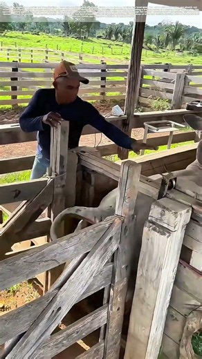 Boxed In: Why a Squeeze Chute Keeps Cowboys and Cattle Safe