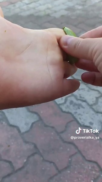 Как отмыть руки после грецкого ореха. Полезные советы #какотмытьруки #какочиститьрукипослегрецкогоореха #народныеметоды #народныесредства #лайфхак #рабочийлайфхак #рабочийметод #проверка
