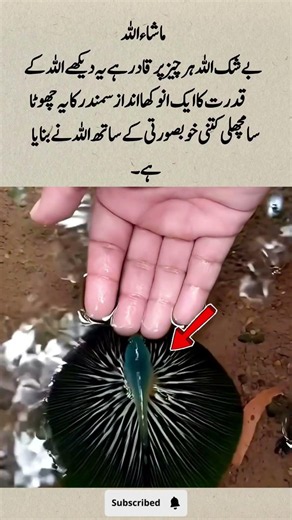 Mashallah qudrat ka Anmol Karishma. #islamicshorts #love #viralvideo #shortsfeed #viral #kingfahad