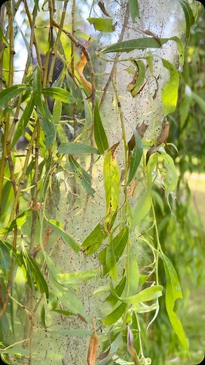 The Willow Ermine moth caterpillars and it’s ghostly webs! | Joe Whitehead
