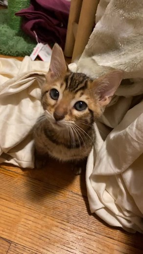 Some baby Loki content #fyp #foryoupage #catsoftiktok #catsdoingthings #kitten #baby #meow #bengals #bengalsoftiktok #cat