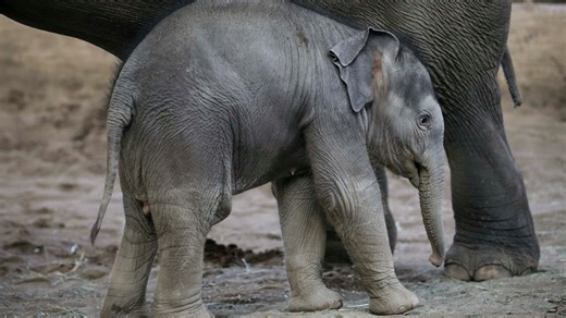Adorable baby elephant Tula-Tu captivates visitors at Oregon Zoo in Portland