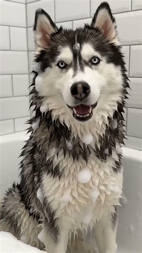 HUSKY WAS BATHING 🧼 #youtubeshorts