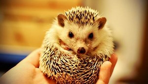 Hedgehog Snoring Is The Cutest Thing You’ll Hear All Day