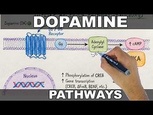 Dopamine | Pathways and Function