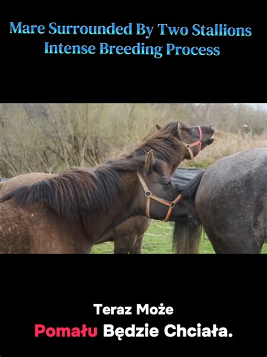 Mare Surrounded By Two Stallions: Intense Breeding Process