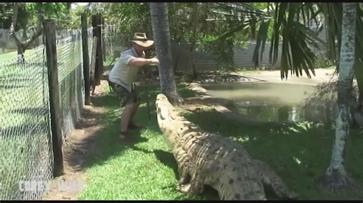 Australian survives 18 crocodile attacks