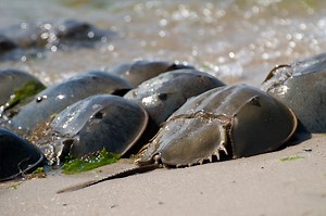 Horseshoe Crab Conservation