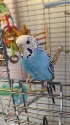 Cute Parakeet Birds: Fun Moments and Adorable Tricks