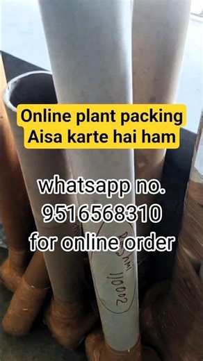 सभी फलो के पौधे उपलब्ध हैं #mangovarieties #fruittreenursery #mangoplantnursery #onlineplantsale