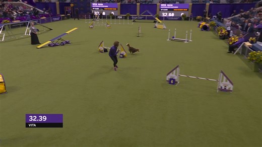 Vita, the Australian Shepherd, raced through last year’s Masters Agility course with precision and flair, finishing in an impressive 36.5 seconds! With sharp focus and quick paws, she was a true standout on the course. See our agility competitors in action at our Canine Celebration on February 8 at the Javits Center. Get your tickets now: https://bit.ly/WKC2025Tickets | Westminster Kennel Club Dog Show