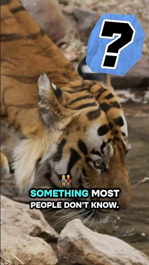 Why Does Every Tiger Have Different Stripes?!