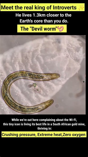 King of the Deep: The Devil Worm #didyouknow #animalfacts #wildlife #nature #worms
